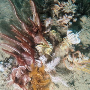 Brittlestars in the Kimberley Marine Park