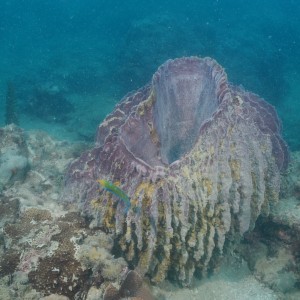 Giant basket sponge