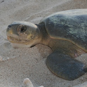 Flatback turtle 