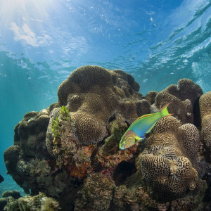 Green moon wrasse in Emily Bay lagoon