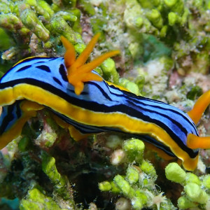 Chromodoris elisabethina on Lihou Reef