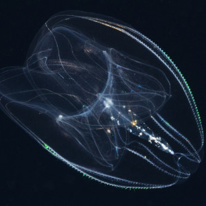 Ctenophore in Marion Reef