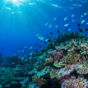 Coral seascape at Bird Reef