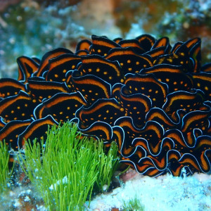 Cyerce nigrans in Coral Sea Marine Park