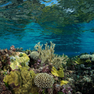 Coral structures at Bird Islet