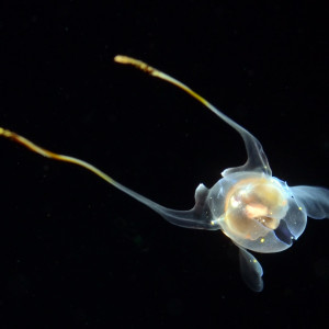 Pteropod