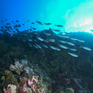 Reef crest at Magdelaine Cay