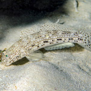 Istigobius decoratus