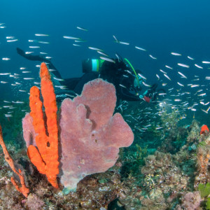 Clouds of reef fishes in Geographe Marine Park