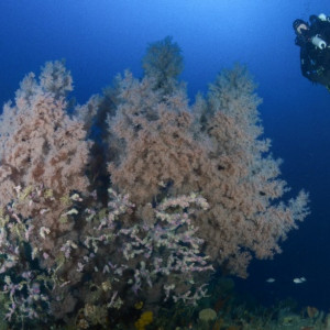 Dive site in the Freycinet Marine Park