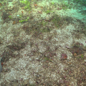 Mesophotic Halimeda Beds