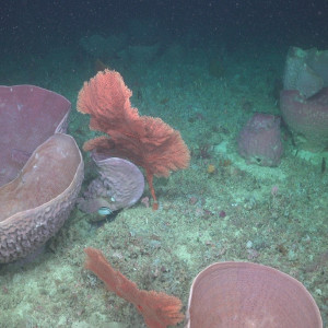 Mesophotic Sponge Communities