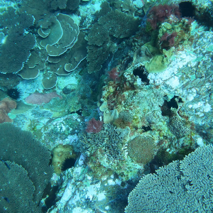 Coral reef Norfolk Marine Park