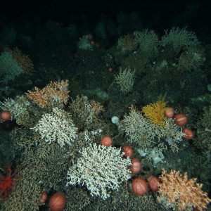 Seamounts habitats in the Huon Marine Park