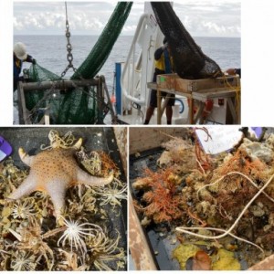 Benthic sled samples from the Kimberley Marine Park