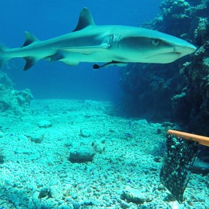 White-tip reef shark