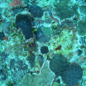 Hard coral Norfolk Marine Park