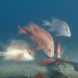 Red emperor and gold band snapper in Ningaloo Marine Park
