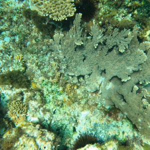 Bare rock with high density urchin barren site