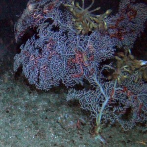 Flinders CMR Coral Crop CH 201201 004 060936 P 1018