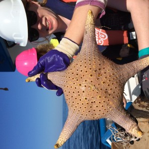 A giant starfish! (Pintaceraster gracilis)