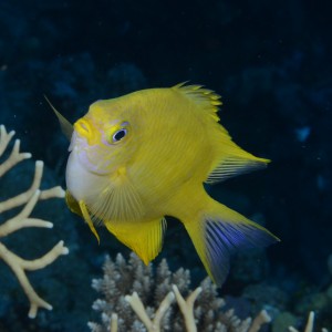 Golden damselfish