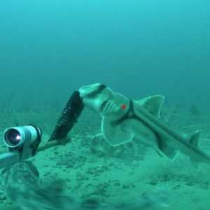 Port Jackson shark in the Flinders Marine Park