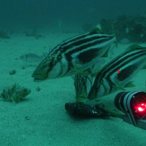 Stripy trumpeter (Latris Lineata) in the Flinders Marine Park