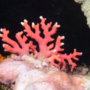 A hydroid 