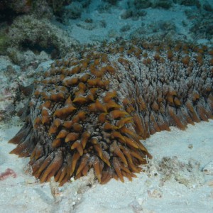 A pineapple sea cucumber