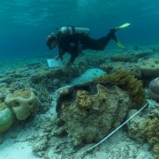 RLS diver and Tridacna gigas (giant clam) RLS | Andrew Green