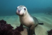 Australian Sea Lion