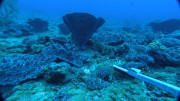 Combined hard coral and algae habitat in 30 m depth at Elizabeth Reef
