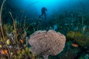 Temperate reef biodiversity