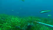 Seagrass Habitat