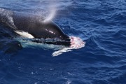 Orca predation