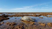 Flatback turtle