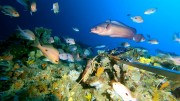 BRUV survey Tasman Fracture Marine Park 2021