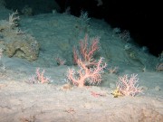 Stylasterid corals