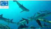 Grey reef sharks