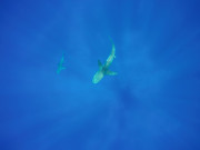 Galapagos shark