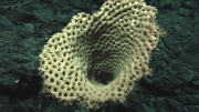 Huge glass sponge at 2197 metres in the Tasman Fracture Marine Park