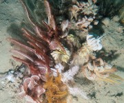 Brittlestars in the Kimberley Marine Park