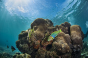 Green moon wrasse in Emily Bay lagoon