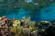 Coral structures at Bird Islet