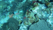 Coral reef Norfolk Marine Park