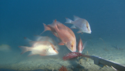 Red emperor and gold band snapper in Ningaloo Marine Park