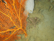 NWS2S benthic habitat still Area 1 Tow 3 Photo 3