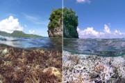 Bleaching in American Samoa