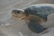 Nesting flatback turtle.  Photo by Phillipa Wilson.